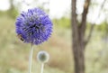 Close up of a Bee on the Echinops banaticus Blue Glow Globe Thistle Royalty Free Stock Photo