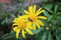 Close-up of bee on Euryops Pectinatus Royalty Free Stock Photo