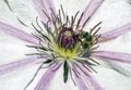 Close up of Bee feeding on Clematis