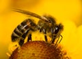 Close-up bee on flower Royalty Free Stock Photo