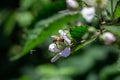 Close-up of a bee on a flower