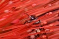 close up of bee among flower 's pollens.