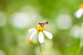 Bee flying on white back jack flower blooming with yellow pollen in garden background Royalty Free Stock Photo