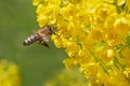 Bee flying at yellow Mahonia blossom Royalty Free Stock Photo