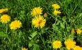 A close-up of a bee friendly green lawn with blooming yellow dandelions with a honey bee on a flower collecting pollen Royalty Free Stock Photo