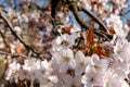 Close-up of a bee gathering nectar of pink flowers on a Cherry tree Royalty Free Stock Photo