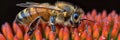 Close up of a bee gathering pollen from a flower