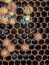Close up of bee hatching from honeycomb. Birth of a bee. Royalty Free Stock Photo