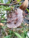 Close up of a bee hive Royalty Free Stock Photo