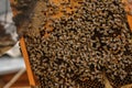 Close-up of bee honey producing honey. swarm from the queen Royalty Free Stock Photo