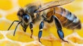 Close-up of a bee on honeycomb. Royalty Free Stock Photo
