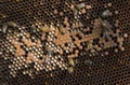 close-up on bee honeycombs filled with bee larvae or empty