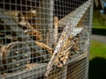 Close-up bee hotel, wooden insect house, natural nature