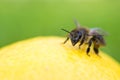 Close up of a bee inspecting a lemon isolated