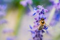 Close up of a bee on a lavender flower with copy space