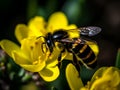 close up on a Bee looking for nectar of a flower Royalty Free Stock Photo
