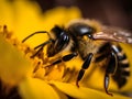 close up of a Bee looking for nectar of a flower Royalty Free Stock Photo