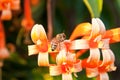 Close up Bee and Orange trumpet, Flame flower, Fire-cracker vine Royalty Free Stock Photo