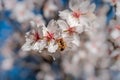 Close up. a bee perches on the flower of an almond tree during pollination and sucks pollen Royalty Free Stock Photo