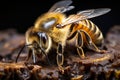 a close up of a bee on a piece of wood