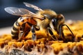 a close up of a bee on a piece of wood