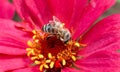 A close-up of a bee on a pink flower. Royalty Free Stock Photo