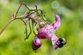 Close up of bee on pink flower