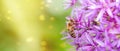 close up of bee on pink flower, sun light Royalty Free Stock Photo