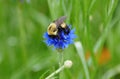 Close-up of a bee pollinating a blue Bachelor`s Button flower Royalty Free Stock Photo