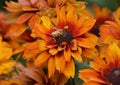 Closeup of a bee pollinating a Cherokee Sunset Rudbeckia flower