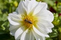 Close up with a bee pollinating a Dahlia flower