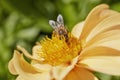 Close up with a bee pollinating a Dahlia flower