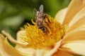 Close up with a bee pollinating a Dahlia flower