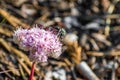 Close up of bee pollinating a One seeded pussypaws (Cistanthe monosperma) wildflower blooming in Lassen Volcanic National Park,