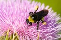 Bee pollinating a pink flower Royalty Free Stock Photo