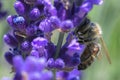 Close up of a bee pollinating on a purple bugleweed flower.