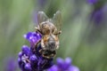 Close up of a bee pollinating on a purple bugleweed flower.