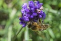 Close up of a bee pollinating on a purple bugleweed flower.