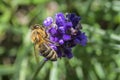 Close up of a bee pollinating on a purple bugleweed flower.