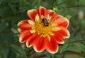 Closeup of a bee pollinating a red and yellow Dahlia flower Royalty Free Stock Photo