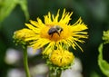 Close-up of a bee pollinating a small sunflower Royalty Free Stock Photo