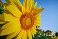 Close up of bee pollinating sunflower with dark center in field of flowers under blue sky Royalty Free Stock Photo