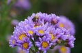 Close up of a bee pollinating the Tatarian Aster flowers