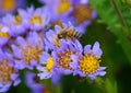 Close up of a bee pollinating the Tatarian Aster flowers