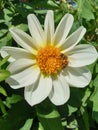 close up of bee pollinating on white dahlia flower with yellow center Royalty Free Stock Photo