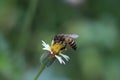 Close up of a bee pollination of flower Royalty Free Stock Photo