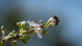 Close-up of bee prostrate at the end of a plum branch over white plum blossoms
