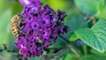 Close up of a bee on a purple flower in the garden at the park Royalty Free Stock Photo