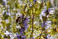 close up of a bee on a purple flower of green rosemary branch pollinating the plant and taking pollen in a spring day very sunny Royalty Free Stock Photo