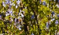 close up of a bee on a purple flower of green rosemary branch pollinating the plant and taking pollen in a spring day very sunny. Royalty Free Stock Photo